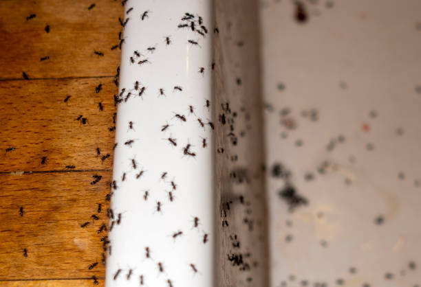 Best Ant Control Services  in Spring Green, WI