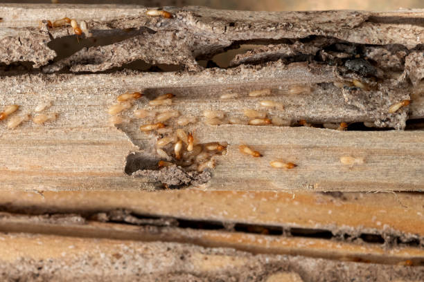 Reliable Spring Green, WI Pest Control Solutions
